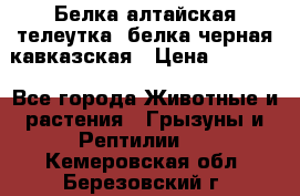 Белка алтайская телеутка, белка черная кавказская › Цена ­ 5 000 - Все города Животные и растения » Грызуны и Рептилии   . Кемеровская обл.,Березовский г.